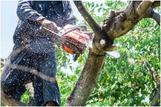 tree services Log Cabin